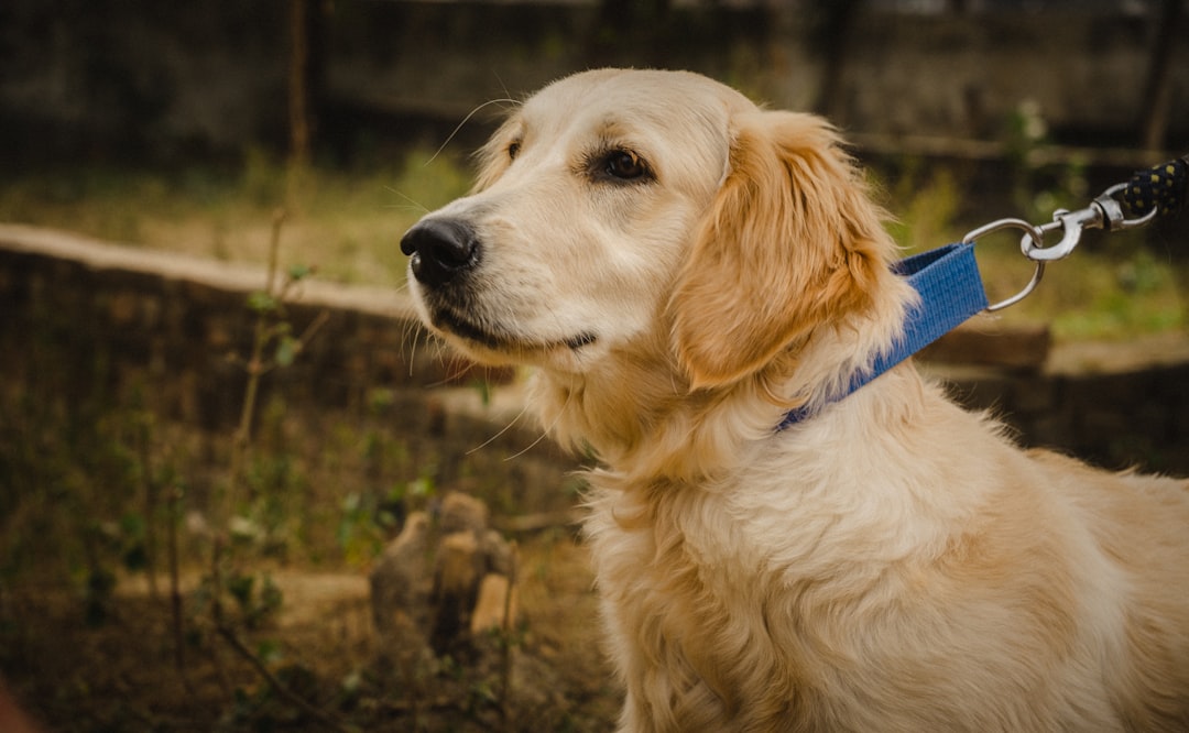 Happy golden retriever